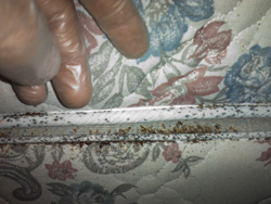 bedbugs