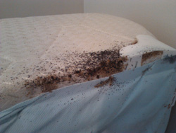 bedbugs