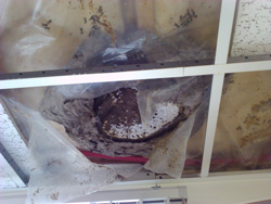 wasps